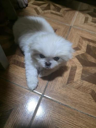 İtlər: Pekines, 2 ay, Dişi — 13