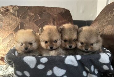 Собаки: Щенки померанского шпица Продаются очень красивые щенки померанского