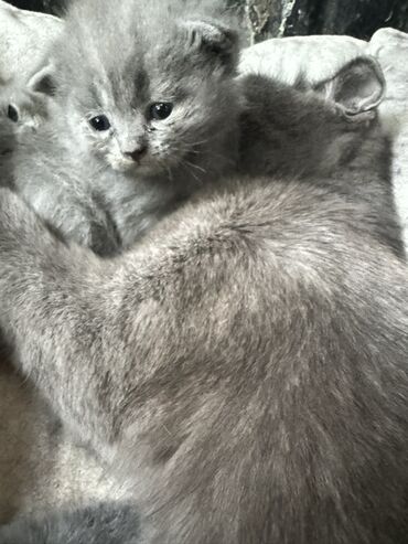 Продажа кошек: Скотиш Фолд (Шотландская вислоухая), 2 месяца, Девочка, Серый, Проглистована