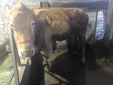 Коровы, быки: Продаю | Корова (самка) | Для разведения | Привязанные — 8