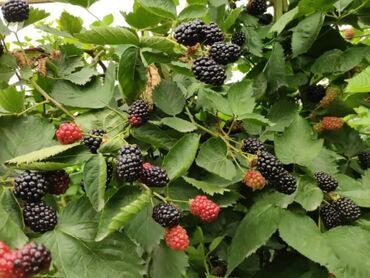 Şitillər: Isdenilen sort var sadece zeng edin catiraq — 4