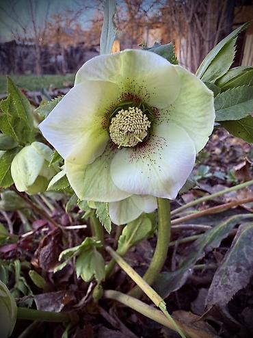 алоэ цветы: Морозник (Helleborus) — многолетний декоративный кустарник для сада — 2
