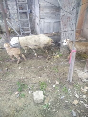 Qoyunlar, qoçlar: Satış: Qoyun və quzular Təsvir: - Ev şəraitində saxlanılan — 1