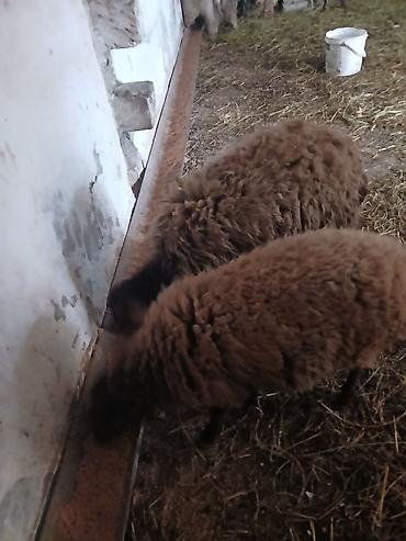 Qoyunlar, qoçlar: Iki baş qala cinsi ekizdilər 11 ayLlqdlLar qiymet birine aiddir.qoc — 1