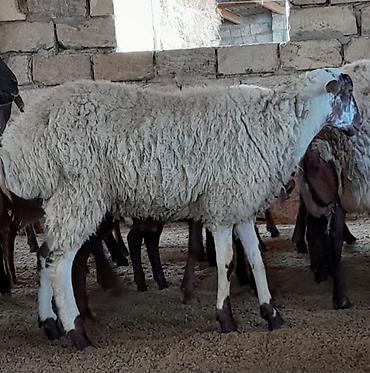 heyvan ve insan seksi: Damazlıq ve kesim üçün toglular — 5