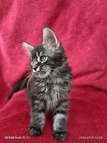 кошки шотландские: Мейн-Куны 🥰🥰🥰. Продаются котята Рысята ♥️ Чистокровные, Шикарные — 2