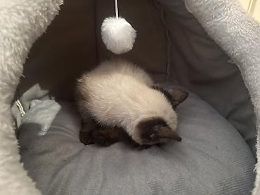 Отдам даром кошку: Кошка даром: Сиамская, 2 месяца, Мальчик — 6