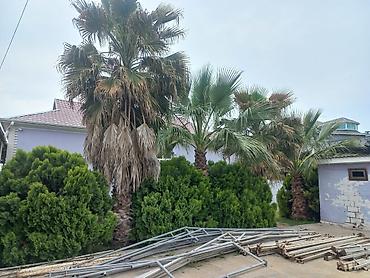 sakura agaci: Palma Vaşinqton . 3 metreden 8 9 metreye kimi 1 ədədi 400manatdan — 4