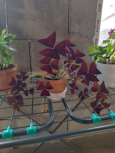 Другие комнатные растения: Комнатные растения — набор 1) Бегония (черенок/молодое растение в — 11