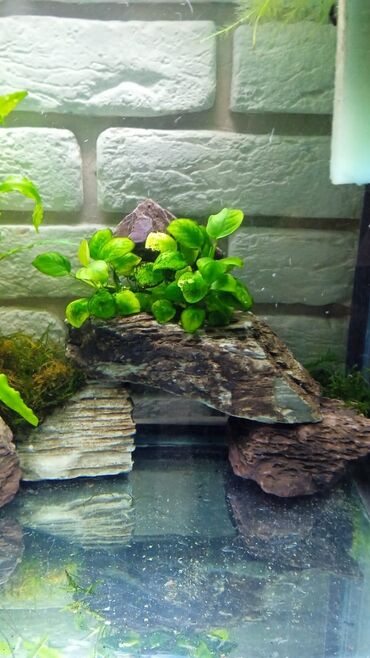 рыбка аквариум: Камни в аквариум 200с за кг! смотрятся как на фото в аквариуме! На