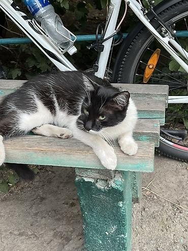 котята отдам: Котята и кошки домашние разного окраса: - Возраст 3-4 мес и старше — 9