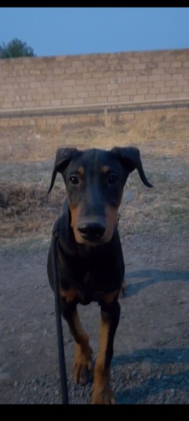 itlerin satisi ucuz: Doberman, 6 ay, Erkek