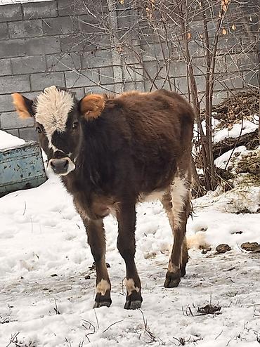 Коровы, быки: Продаю | Тёлка | Для молока, Для разведения, На откорм | Отела не было at lalafo.kg — 3 Коровы, быки: Продаю | Тёлка | Для молока, Для разведения, На откорм | Отела не было — 3