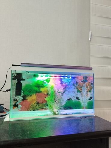 живая рыба в бишкеке: Срочно продаю аквариум .продаю со всеми комплектациями: фильтр,аэрация