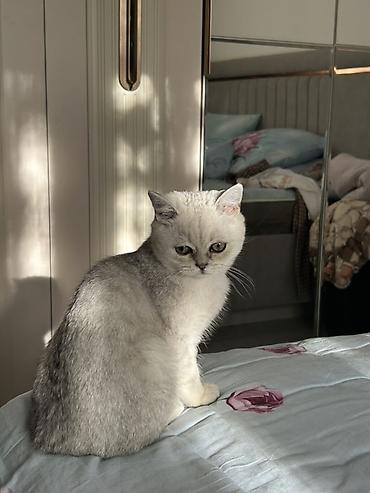 кошка мальчик: Вязка: Скотиш Страйт (Шотландская прямоухая), Мальчик, 1 год, С документами, С прививками, Серебристая шиншилла — 4