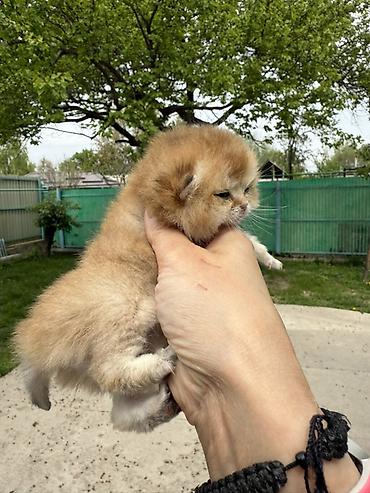 Продажа кошек: Скотиш Фолд (Шотландская вислоухая), 1 месяц, Мальчик, Золотая шиншилла, Приучена к лотку — 11