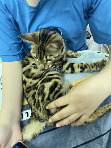 бенгальский леопардовый кот: Продаю кошку 1годик,Бенгальская кошка 🐈