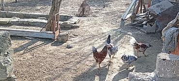 Toyuqlar: Toyuq, Damazlıq — 8