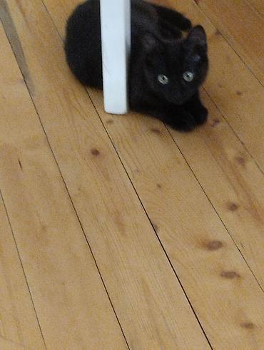 Pişiklər: Yaxşı əllərə — 16