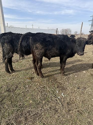 Коровы, быки: Продаю | Музоо, торпок | На откорм — 7