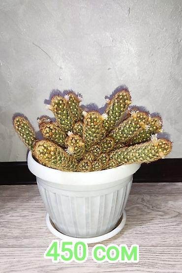 Молочаи: 1)Кактус Эхинопсис ( цветет часто, вместе с коричневым горшочком — 4