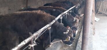 Коровы, быки: Продаю | Бык (самец) | Ангус, Швицкая | На откорм — 7