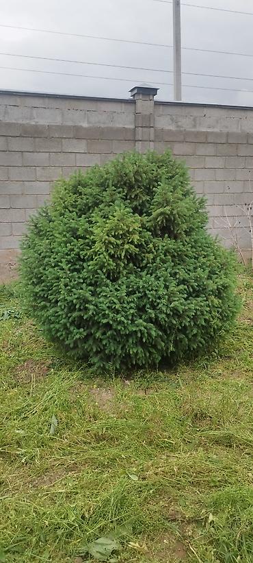 японский карлик: Ель (вероятно Picea abies ‘Nidiformis’/‘Little Gem’) — плотный — 1
