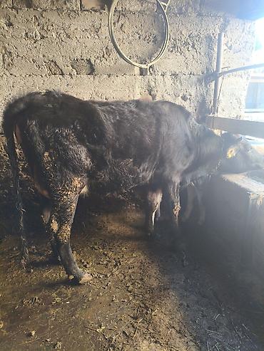 Коровы, быки: Продаю | Тёлка | Для разведения — 11