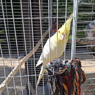 Другие с/х животные: 🦜 Попугаи корелла в продаже Продаются 2 кореллы: ✔ Одному — 2 года ✔ — 7