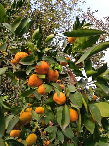Meyvə və giləmeyvə: Məhsul: Bağdan təzə sitrus meyvələri – limon və portağal/mandarin — 6