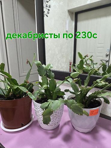 Кашпо и вазоны: Кашпо и вазоны, Самовывоз — 40