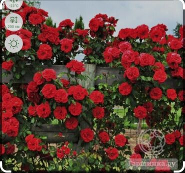 цветы розы голландия: Семена и саженцы Роз