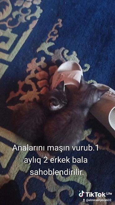 pisik oyuncaqlari: Tabbi, Erkək, Yaxşı əllərə — 5