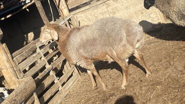 домик для хомяков: Продаю | Баран (самец) | Для разведения | Племенные