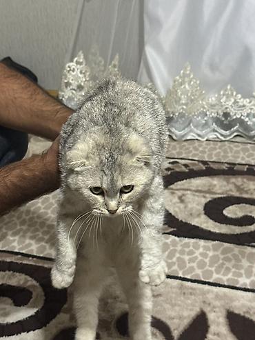 Şotland
