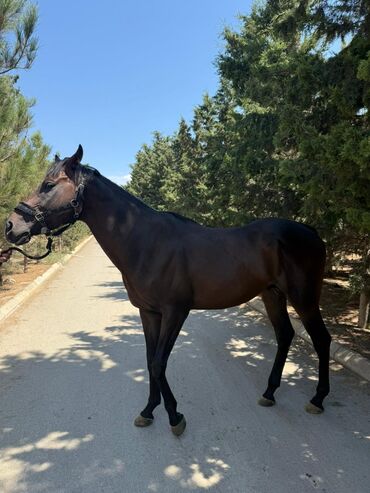 Atlar: Temiz qan Ingilis atidir .Pasportlu.boy 1.80 sm.Atasi meshur — 9