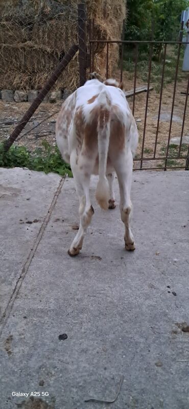 holstein inekleri: Самка, Simental, лет: 1, 100 кг, Для разведения, Для молока