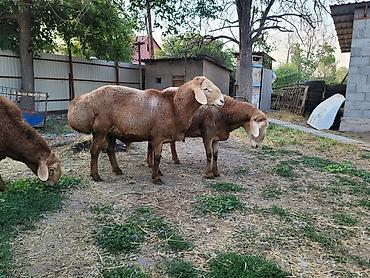 Баран, овца: Продаю | Баран (самец) | Для разведения — 6