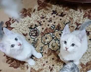 продаю кочкор: Котята от сиамской кошки 2 мальчика и 2 девочки. 1.5 месяцев кушают