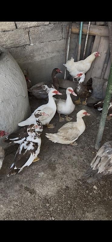 С/х животные и товары: Muscovy ördəkləri (indoqa) – müxtəlif rənglərdə sürü - Növ — 3
