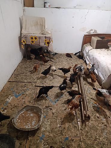 K/t heyvanları və malları: Toyuq cücələri, Damazlıq — 8