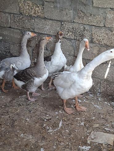 5 qaz satilir 1 illlikdiler biri bala cixarib digerleri yumurtlayir 3