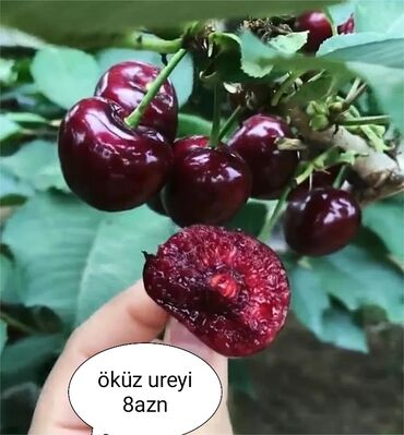 Tinglər: Öküz ürəyi