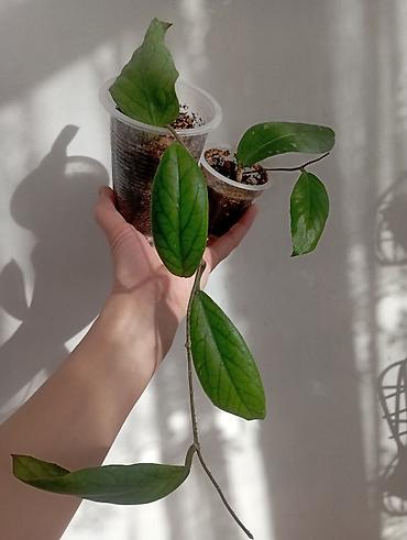 Хойи: Хойи в продаже! Номер по фото, названия и цены указаны: #1 — 16