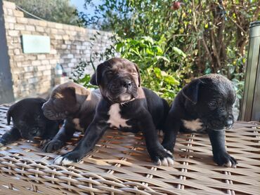 İtlər: 1 ay, Peyvəndli, Rayonlara çatdırılma, Ünvandan götürmə, Pulsuz çatdırılma — 18