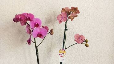 продажа рассады: Орхидея. взрослое растение, с отличной корневой и листовой системой