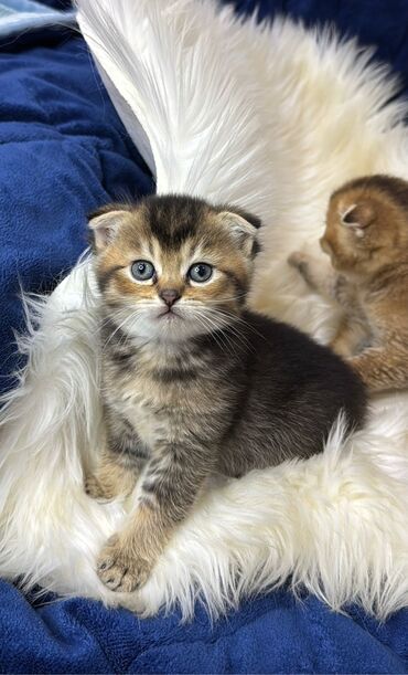 Pişiklər: 200 manatdan başdıyan qiymətlər 1000 manata kimi. Qiymət pişiyin — 28