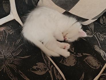 сибирская черно белая кошка: Котята домашние, пушистые, игривые, но послушные, у каждого есть — 7