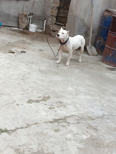 İtlər: Ağ rəngli, əzələli, orta-böyük ölçülü it. Qısa tüklü, qulaqları kəsik — 4