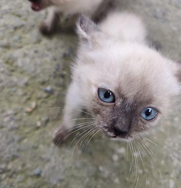 сиамс: Кошка даром: Сиамская, 2 месяца, Девочка, Метис, Приучена к лотку — 1